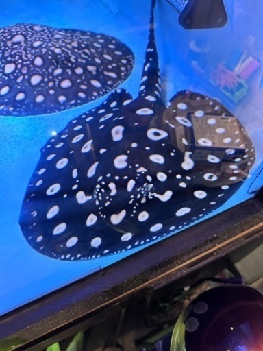 熱帯魚ダイヤモンドポルカ　オス　３歳