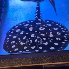 熱帯魚ダイヤモンドポルカ　オス　３歳の画像