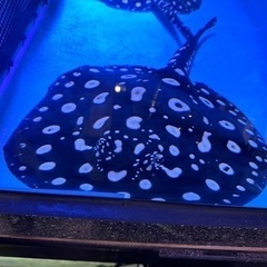 熱帯魚ダイヤモンドポルカ　オス　３歳の画像