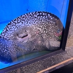 熱帯魚ダイヤモンドポルカ　オス　３歳の画像