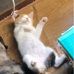 飼い主不在確認済　ワクチン、血液検査済み