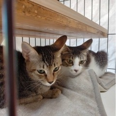 母猫に置き去りにされた仔猫ちゃん