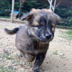 フワモコどっしり♡ササミちゃん　2ヶ月　メス　雑種 − 大阪府