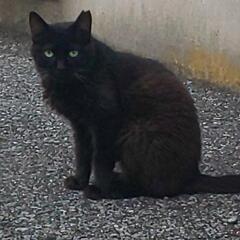 野良猫ちゃんを保護して欲しい🙏