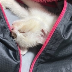 子猫の里親募集