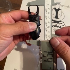 ツシマヒラタクワガタ☆ペア☆