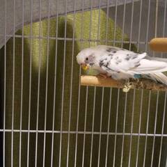 かわいいインコ飼いませんか？
