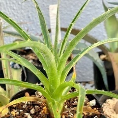 Puya venusta プヤ ベヌスタ　の画像