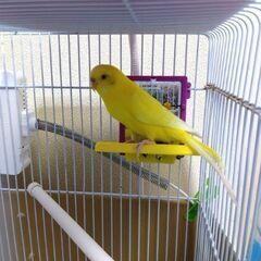 急募⭐セキセイインコ3歳半