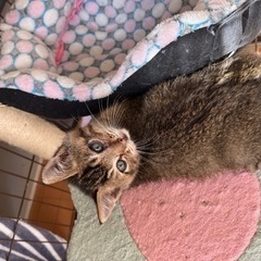 たくさん遊んでほしい子たちです！