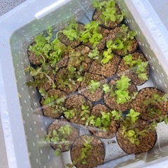 水草（ウォーターバコパ）