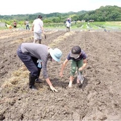 大豆収穫さつま芋掘り体験　ミネアサヒ釜炊焼き芋も