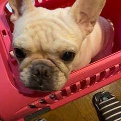 里親さん決まりました。またご縁がありましたら、宜しくお願い致します。