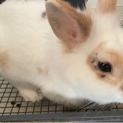 ネザーランドとライオンラビット ミックス