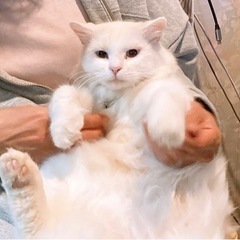 引き続き白猫の里親を探しております。子猫2匹は里親様決定致しました！