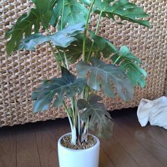購入者決まりました ニトリ購入モンステラ 造花