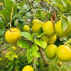 🍋県産無農薬レモン・ドラゴンフルーツ🍋