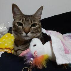 可愛いツンデレキジトラ猫ちゃんです