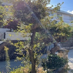 サルスベリ　百日紅 庭木