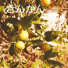 早摘み青金柑500gゆず1キロ