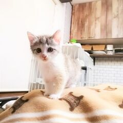 in瀬戸市☆子猫大集合の臨時譲渡会2022年11月12日（土）～...