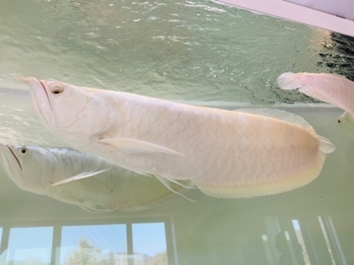 アルビノシルバーアロワナ①