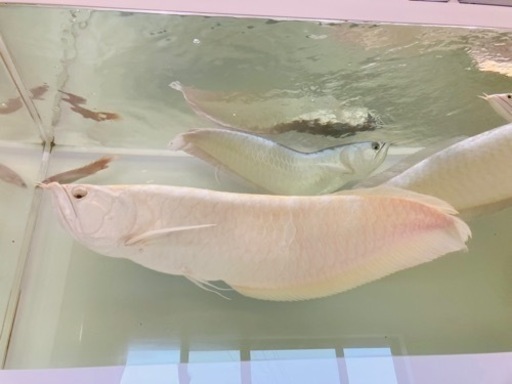 アルビノシルバーアロワナ①