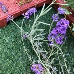 差し上げます♪４点set(^^)の画像