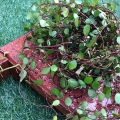 差し上げます♪４点set(^^)の画像