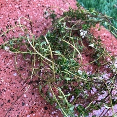 差し上げます♪４点set(^^)の画像