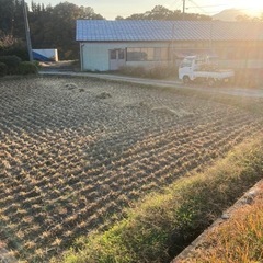 無農薬の稲藁　早めにお願いします❗️の画像