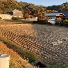 無農薬の稲藁　早めにお願いします❗️の画像