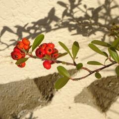 ピラカンサス　草花　苗