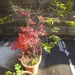 満天星つつじ　どうだんつつじ　寄せ植え　草花　苗　杉並区