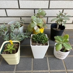 多肉植物6点セット！