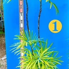 シュロチク　10号　耐陰　耐寒　丈夫な観葉植物