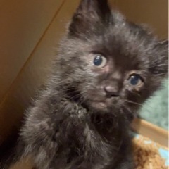 ★子ぐまみたいな真っ黒子猫★ − 福島県