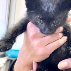 ★子ぐまみたいな真っ黒子猫★の画像