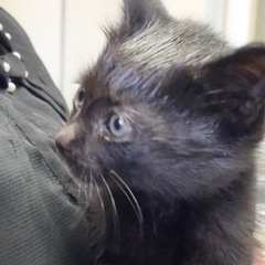 ★子ぐまみたいな真っ黒子猫★ - 猫
