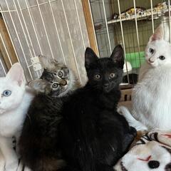 里親様々決まりました　家族にしてください😊