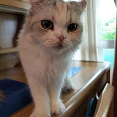 スコティッシュフォールド　女の子　2歳