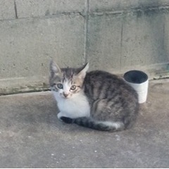 子猫の里親様募集してます