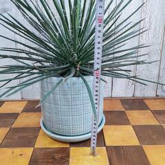 【観葉植物】アガベ　ジェミニフローラ　受皿付の画像