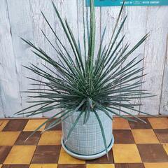 【観葉植物】アガベ　ジェミニフローラ　受皿付