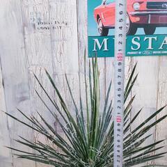 【観葉植物】アガベ　ジェミニフローラ　受皿付の画像