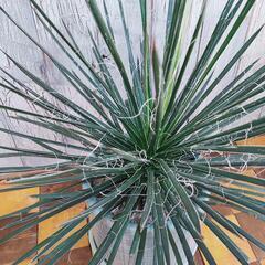 【観葉植物】アガベ　ジェミニフローラ　受皿付の画像