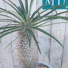 【観葉植物】パキポディウム　ゲアイー　受皿付の画像