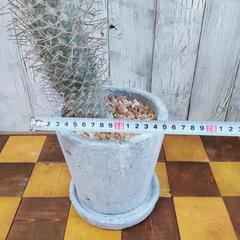 【観葉植物】パキポディウム　ゲアイー　受皿付の画像