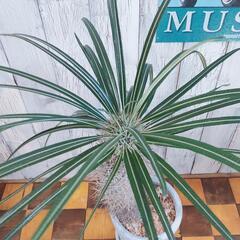 【観葉植物】パキポディウム　ゲアイー　受皿付の画像