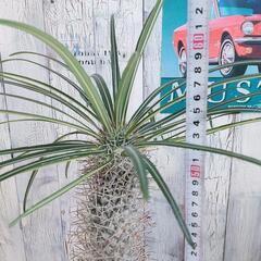 【観葉植物】パキポディウム　ゲアイー　受皿付の画像